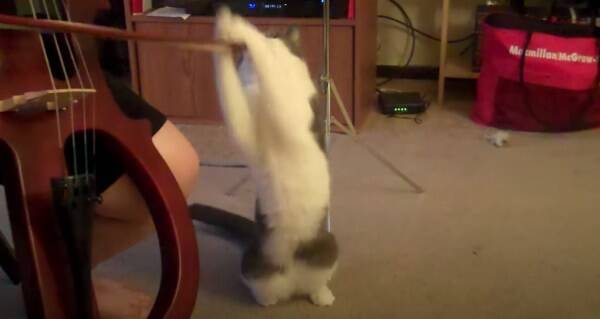 猫は狙うよ弦の真剣白刃取り チェロの調べに頭を揺らして 年6月22日 エキサイトニュース