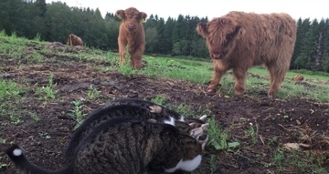 モリモリと無心に草食む三匹の猫、並ぶ猫背に仔牛はたじろぎ