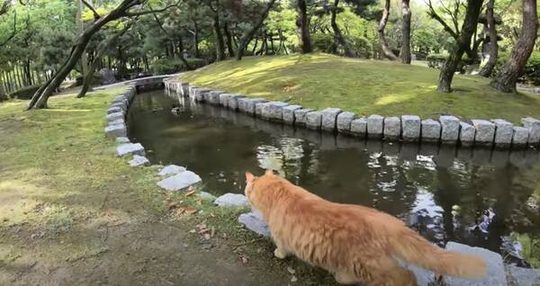 水際の鴨を狙った茶トラ猫 まさかの場所で水に落ち 年8月31日 エキサイトニュース