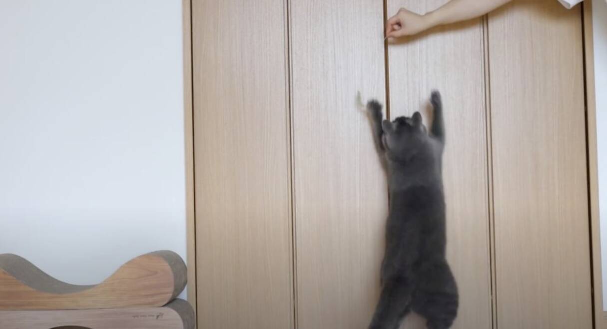 天然の猫のじゃらしに大興奮 バンザイジャンプで壁打ち鳴らす 年9月22日 エキサイトニュース