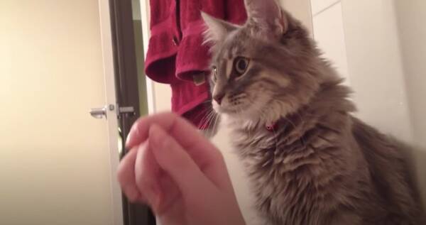 泡風呂に浸かる飼い主に困惑する猫 触れると分かり一安心 年10月15日 エキサイトニュース