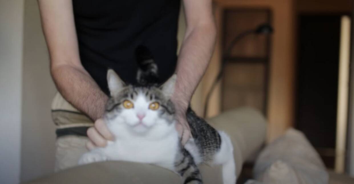 背もたれを抱き締め恍惚とする猫 ブラシと手業のフルコースに 年12月14日 エキサイトニュース