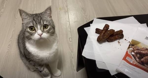 見たことのあるアレに似た黒い何かを 食べる飼い主見つめる猫 年12月16日 エキサイトニュース