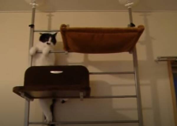 飼い主の想定を超えた猫クライマー キャットタワーを裏ルートで 年12月28日 エキサイトニュース 飼い主の想定を超えた猫クライマー キャットタワーを裏ルートで 年12月28日 エキサイトニュース