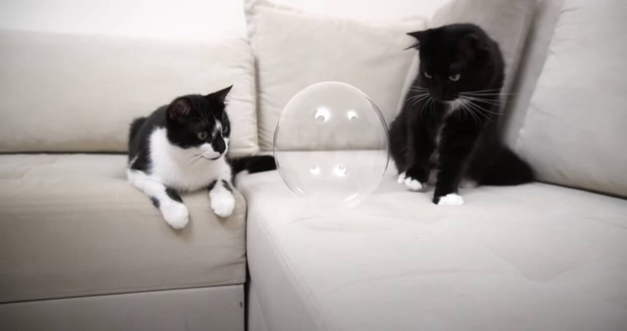 真ん丸のシャボンの玉を初めて見た猫 両のお目々も真ん丸に 2021年1月18日 エキサイトニュース