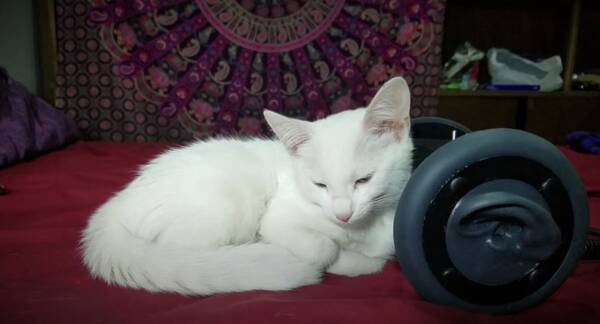 白猫の側に共寝の60分 たっぷりゴロゴロasmr 21年1月25日 エキサイトニュース