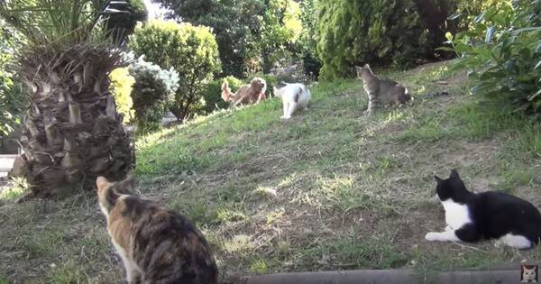 8つの目で睨みをきかせる4匹の猫 隣家の犬の侵入を許す 21年2月4日 エキサイトニュース