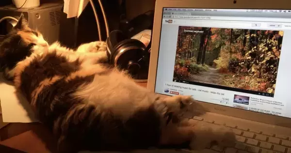 猫用のリラクゼーションミュージック、効果のほどは表情に現る