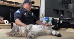 保護されて警察署内で勤務する猫、退職後には後任猫も