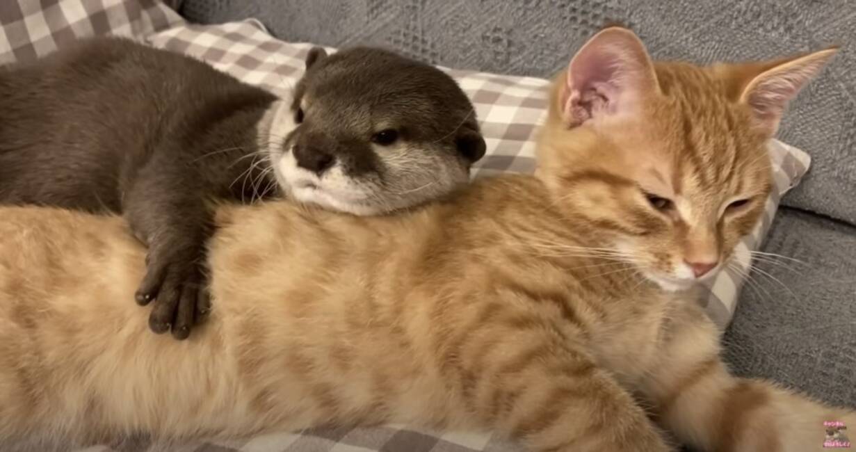 カワウソに愛されすぎて眠たげな猫 眠気をうつして共に爆睡 21年3月3日 エキサイトニュース カワウソに愛されすぎて眠たげな猫 眠気をうつして共に爆睡 21年3月3日 エキサイトニュース