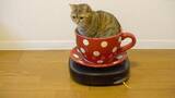「お一人様で遊園地気分を味わう猫、自動回転コーヒーカップ」の画像1