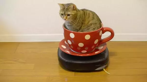 お一人様で遊園地気分を味わう猫、自動回転コーヒーカップ