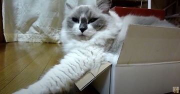 ちんまりと箱入りの猫、一抹の懐疑も持たぬ顔を浮かべる