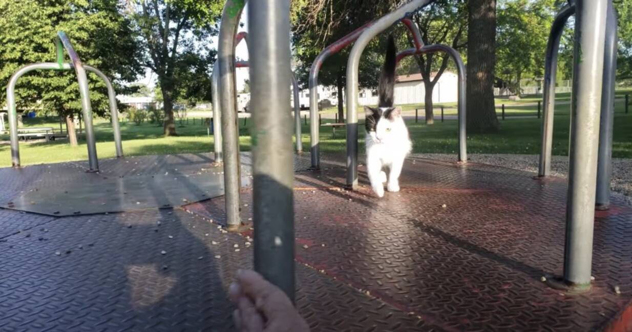 手回しの回転遊具で猫はテクテク 最後は寝そべりグールグル 21年3月18日 エキサイトニュース