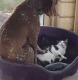 「非暴力主義に対するジャイアニズム、猫は譲らぬ他人のベッドを」の画像1