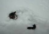「白妙の雪中に浮かぶお顔とシッポ、雪を舞台にじゃれ合う猫たち」の画像1
