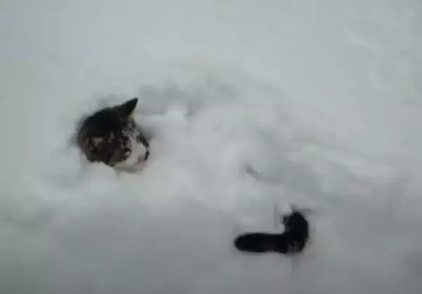 白妙の雪中に浮かぶお顔とシッポ、雪を舞台にじゃれ合う猫たち