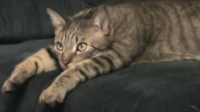 クール ビューティー 世界一の美猫 と話題のデイジーさんの画像集を見て みんなでとろけよう 17年3月12日 エキサイトニュース