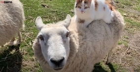 背に乗って2匹仲よく猫羊一体、一体全体何物状態