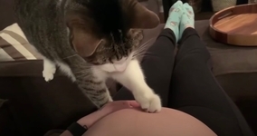 飼い主のお腹の赤子に気付いた猫、肉球添えて触診モードに