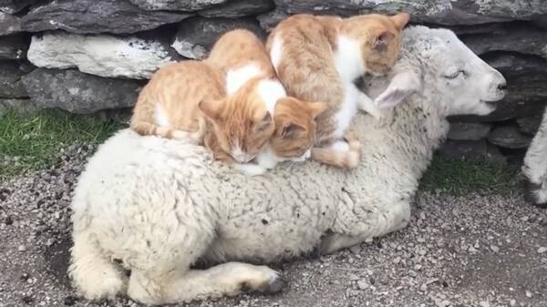 子羊の背中に集まる3匹の猫、羊と猫のみらたし団子に