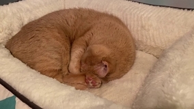 本能で肉球隠す眠り猫、アルマジロのようにキュッと丸まる