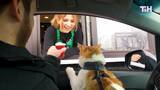 「猫連れてスタバのドライブスルーでゲット、ワンちゃん用のシークレットメニュー」の画像1