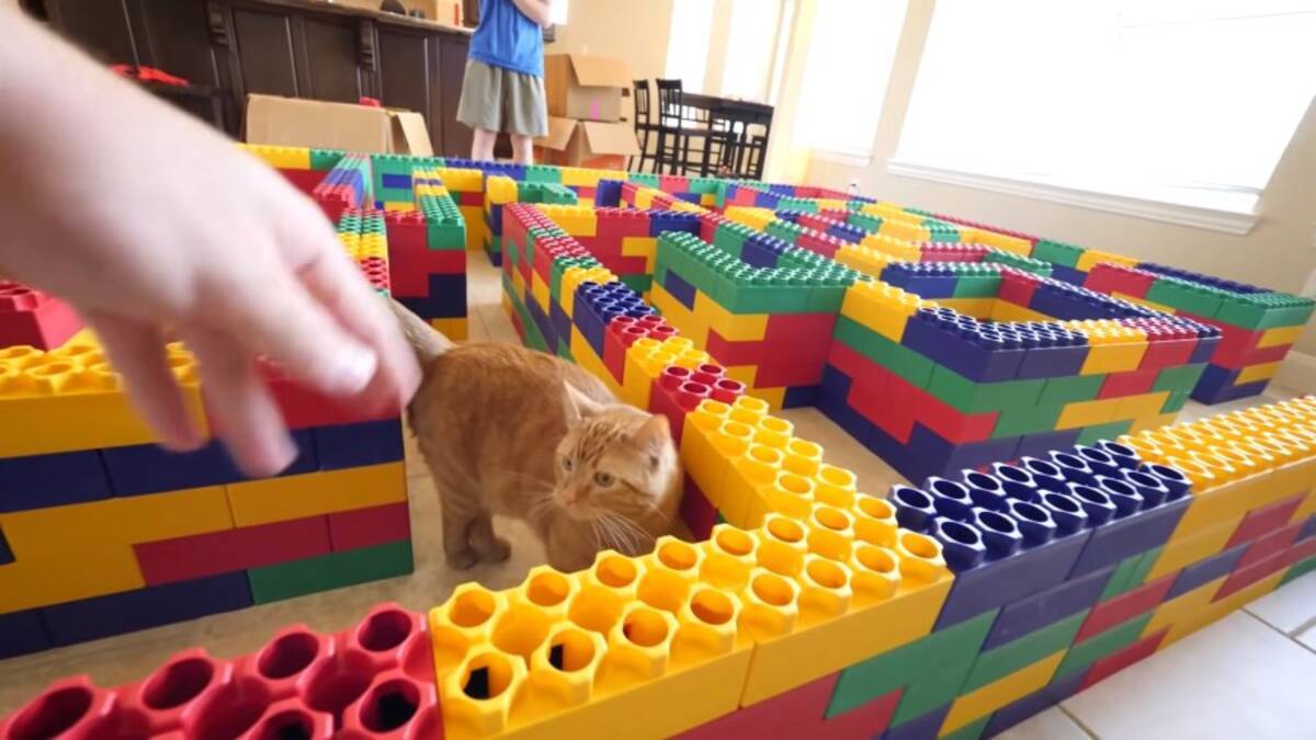 猫用に巨大なレゴで作った迷路 猫より先に男子が興奮 21年7月13日 エキサイトニュース