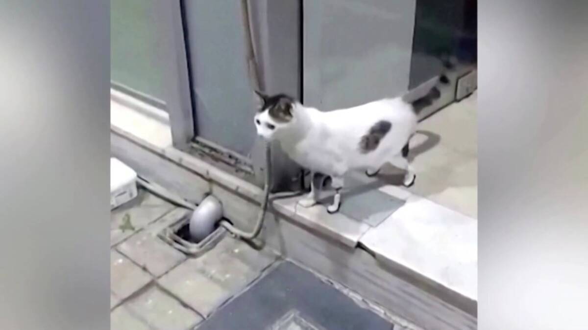 3本の脚を事故で失った猫 義足を付けたら10秒で歩きだす 21年7月25日 エキサイトニュース