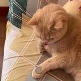 「一回でトリック覚えたハイスペック猫、見よう見まねのスピード習得」の画像1