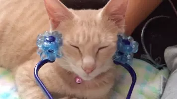 歯や目を見てみよう 猫の年齢を見分ける方法と猫の寿命 19年5月13日 エキサイトニュース