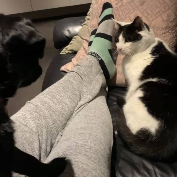 むやみやたらに目力強き白黒猫 視線1つで犬が固まる 2021年8月5日 エキサイトニュース