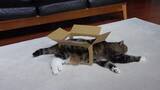 「箱猫の夏の装い涼しげに、最後は猫が流体と化す」の画像1