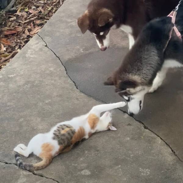 遊びにかけては手練の三毛猫 2匹の子犬をじらしてじゃらして 21年8月29日 エキサイトニュース
