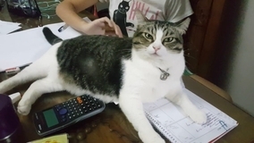 宿題の最中狙い陣取る猫、ノートの上で気取り顔