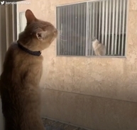 窓越しの思いを実らせ猫二匹、戸惑いながら直接対面
