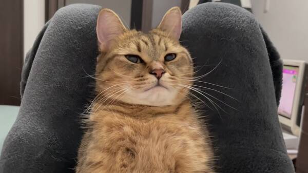 東横線を寝過ごし終点着いた人 猫が再現するとこうなる 21年11月10日 エキサイトニュース 東横線を寝過ごし終点着いた人 猫が再現するとこうなる 21年11月10日 エキサイトニュース