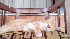2時間の猫のお昼寝タイムラプス、見ているこちらが眠くなり