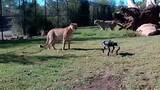 「チーターとRobot Dogの夢の対面、ヘソ天姿勢も友情は芽生えず」の画像1