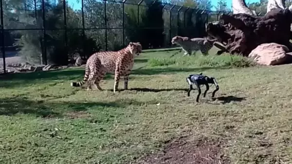 チーターとRobot Dogの夢の対面、ヘソ天姿勢も友情は芽生えず