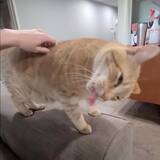 「猫の背のスイッチコチョコチョスクラッチ、途端に始まるエア毛づくろい」の画像1