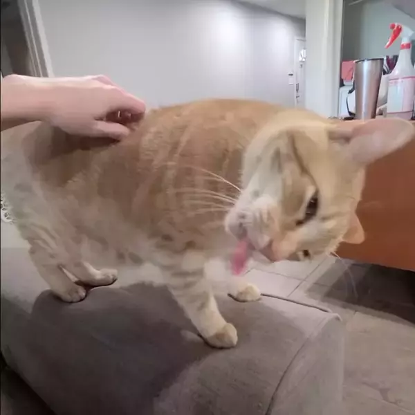 猫の背のスイッチコチョコチョスクラッチ、途端に始まるエア毛づくろい