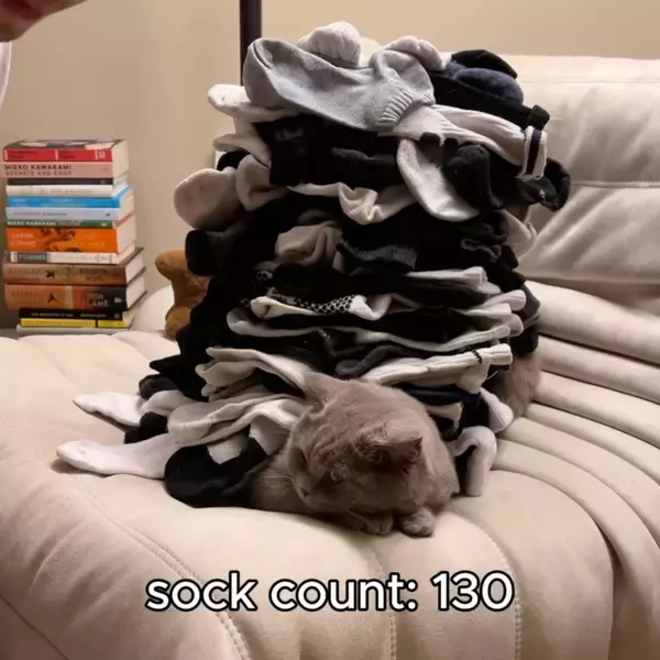 猫の上に靴下いったい何足乗るか、68足は実績解除