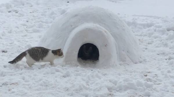 イグルーを遊び場にする3匹の猫 潜んで跳ねてくんずほぐれつ 22年2月11日 エキサイトニュース