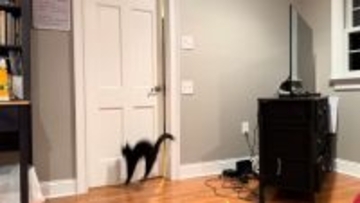 精密なジャンプでドアを開けちゃう猫、同輩も一緒に部屋から脱出