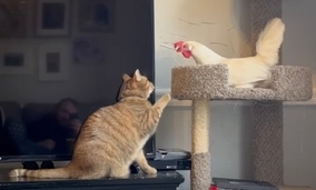 屋内のキャットタワーを巡る対決、陣取るニワトリと挑む猫