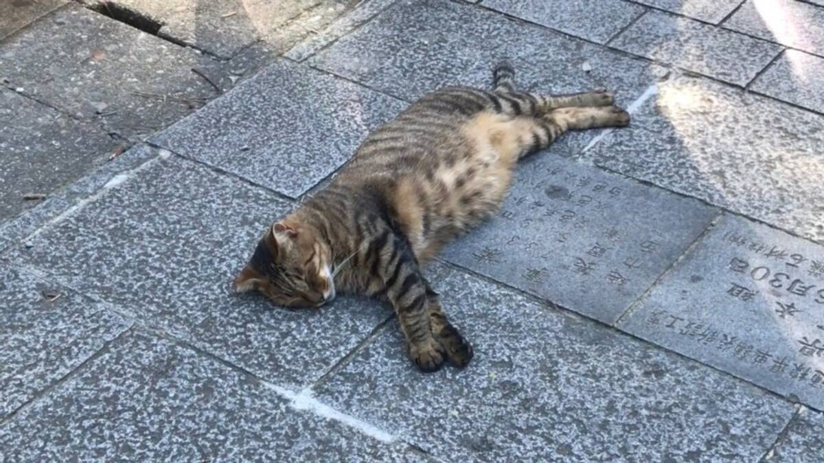 神宮の鳥居の御前で猫流の 五体投地を披露する猫 22年8月30日 エキサイトニュース