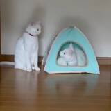 「猫用のテントを巡る兄妹争い、順番待ちをパンチで牽制」の画像1