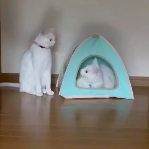 猫用のテントを巡る兄妹争い、順番待ちをパンチで牽制