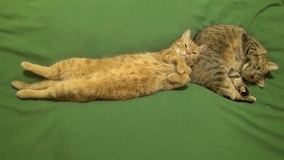 目を細め猫を枕に眠る猫、枕の猫も丸まり眠る